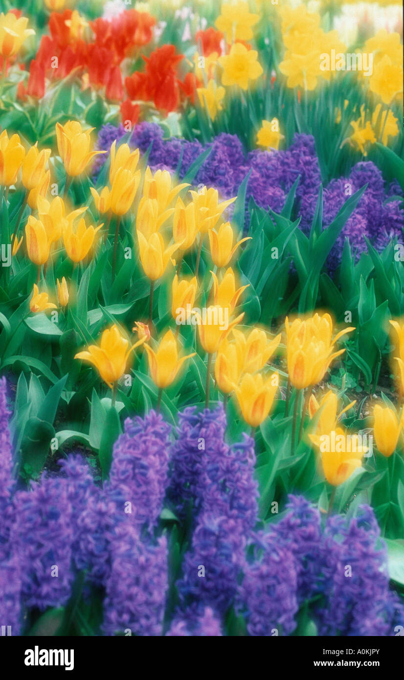 I tulipani giacinti e narcisi Hyazinthen Tulpen und Osterglocken Narzissen Foto Stock