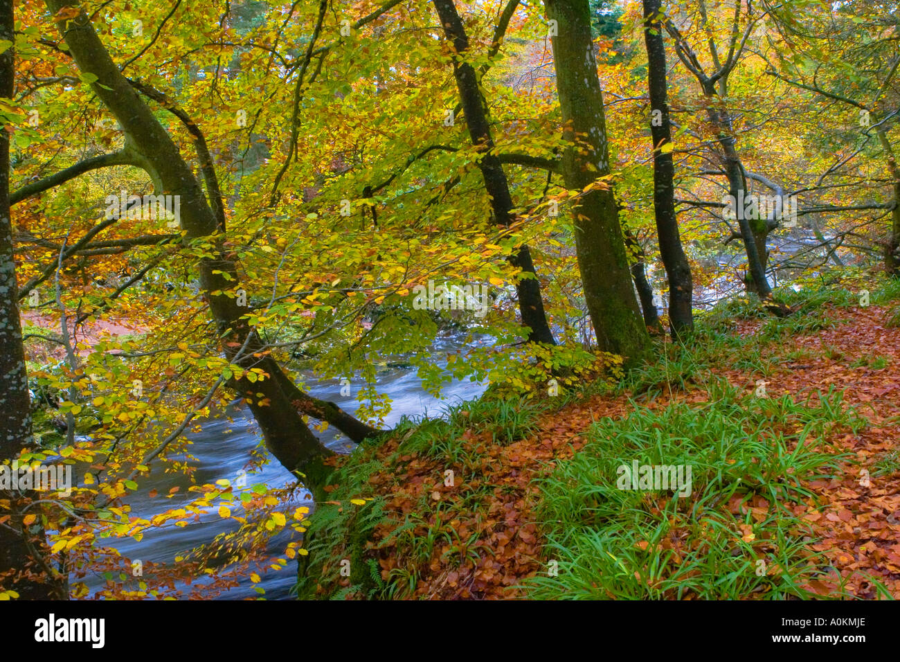 I colori autunnali di riverside fogliame di faggio presso il ponte di Feugh Banchory, Aberdeenshire, Scotland, Regno Unito Foto Stock