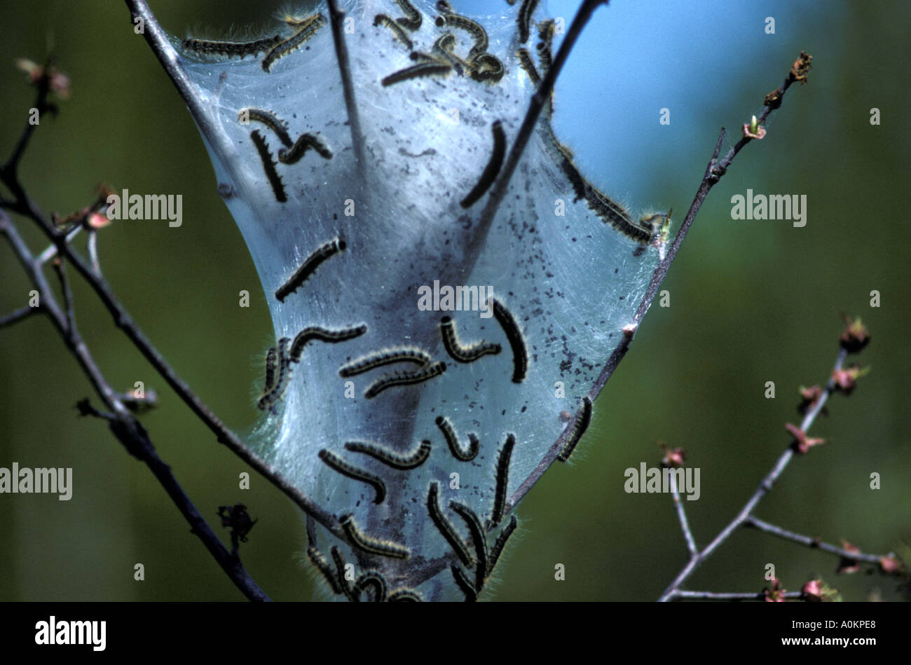 Esercito i bruchi tenda bruchi lasiocampidae in silken nido protettivo su albero new brunswick canada Foto Stock