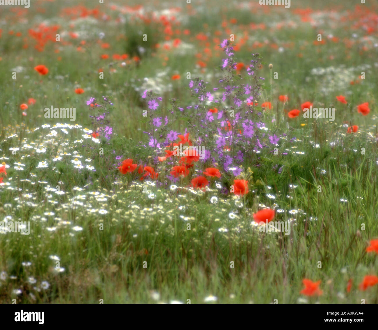 Papaveri diffusa mais malva camomilla in set aside prato Surrey in Inghilterra Giugno Foto Stock