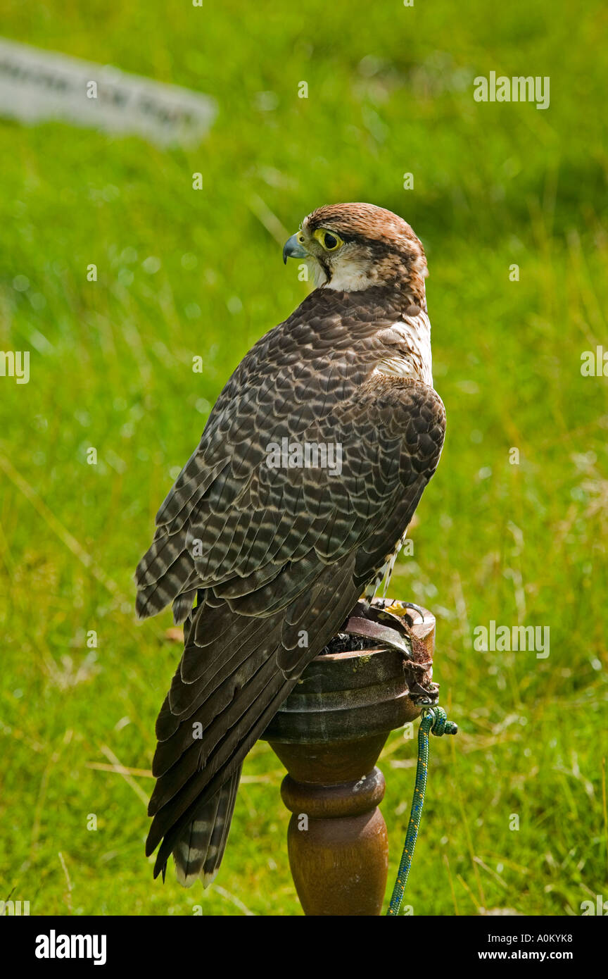 Falcon a vapore Clyro fiera in Galles centrale Foto Stock