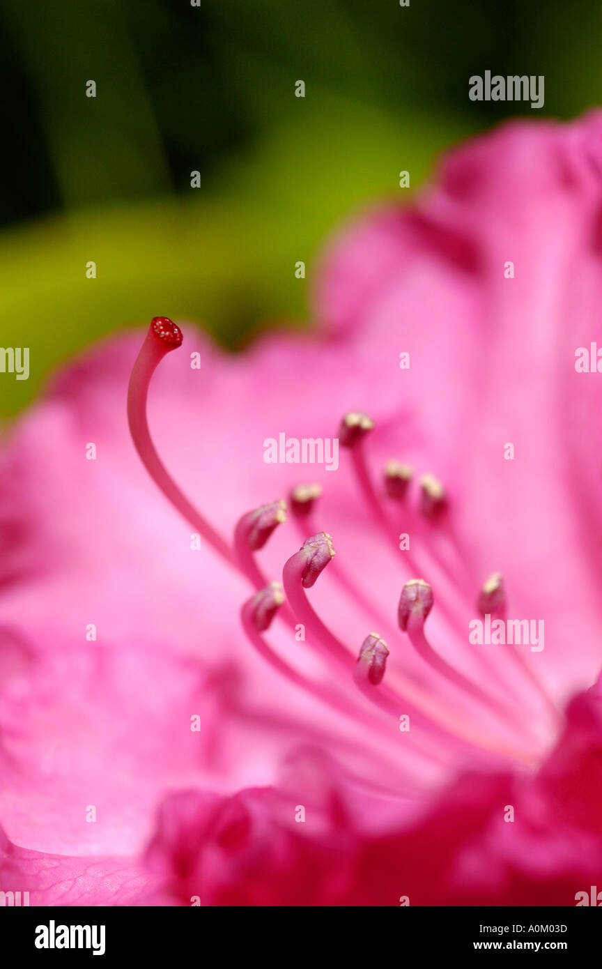 Rhododendron Hydon Hunter Foto Stock