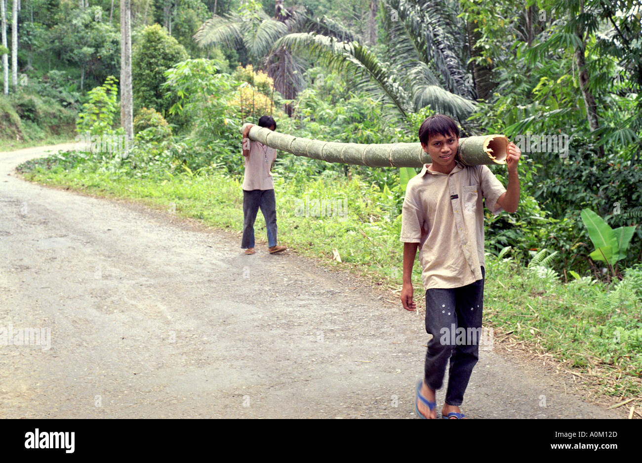 Due ragazzi che trasportano un grande polo di bambù in Tana Toraja Torajaland Sulawesi Celebes Indonesia Foto Stock