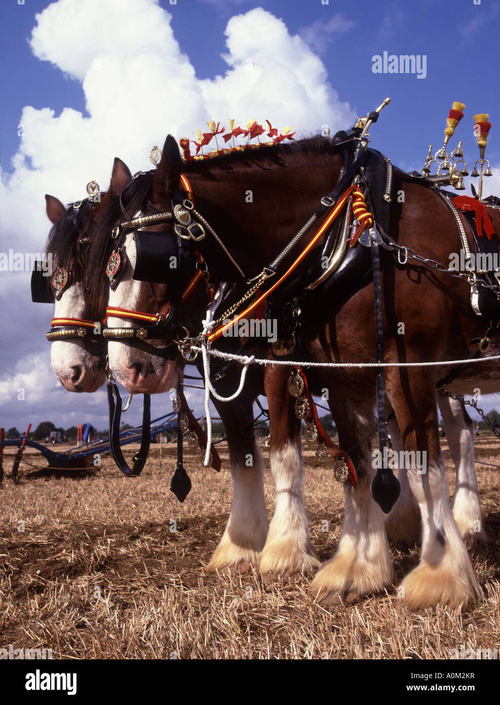 La speranza e la gloria due pesanti cavalli che partecipano in un match di aratura a Cranfield Oxfordshire Foto Stock