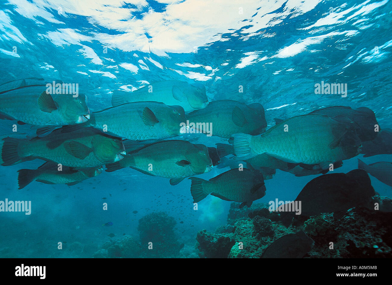 Pesci pappagallo Bumphead scuola, Bolbometopon muricatum, Borneo Malese. Foto Stock