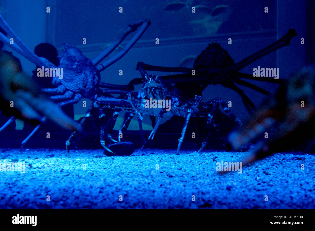 Il gigante Giapponese ragno granchio Foto Stock