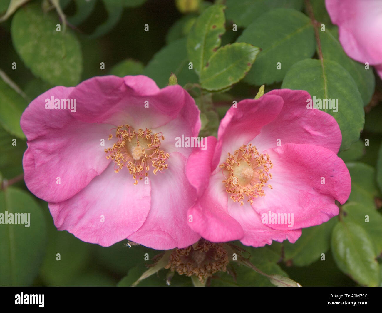 Wild Scottish briar rose o eglantine Foto Stock