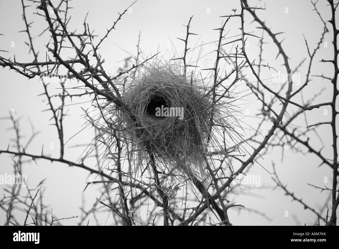 Tessitore di nidificazione degli uccelli Parco Nazionale Etosha Namibia Foto Stock