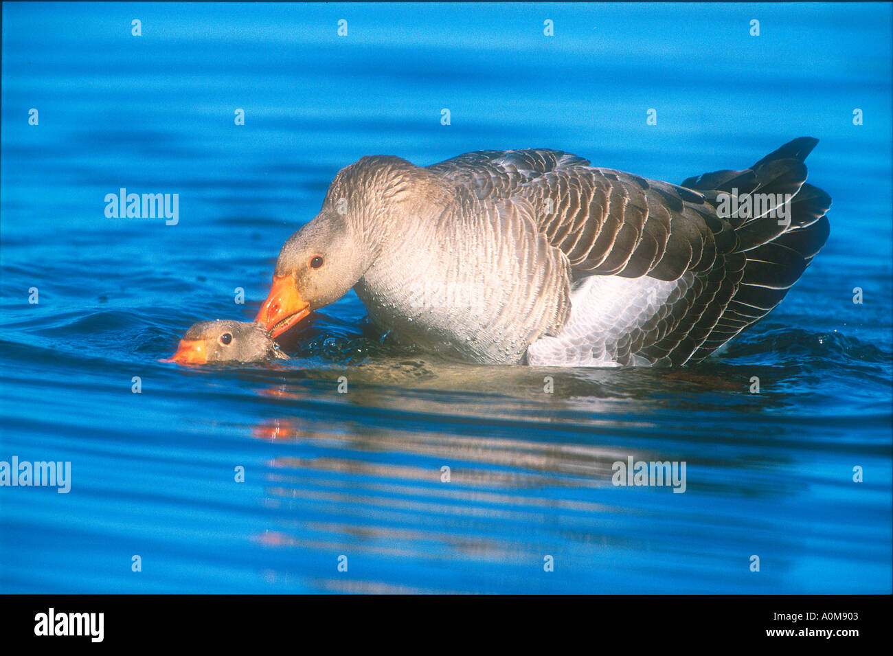 Graylag oche Anser anser coniugata in una laguna costiera Foto Stock