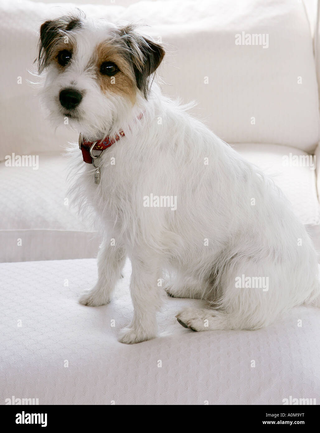 Femmina 11 Mese Vecchio Rivestito Rotto Jack Russell Terrier Seduto Sul femmina-11-mese-vecchio-rivestito-rotto-jack-russell-terrier-seduto-sul