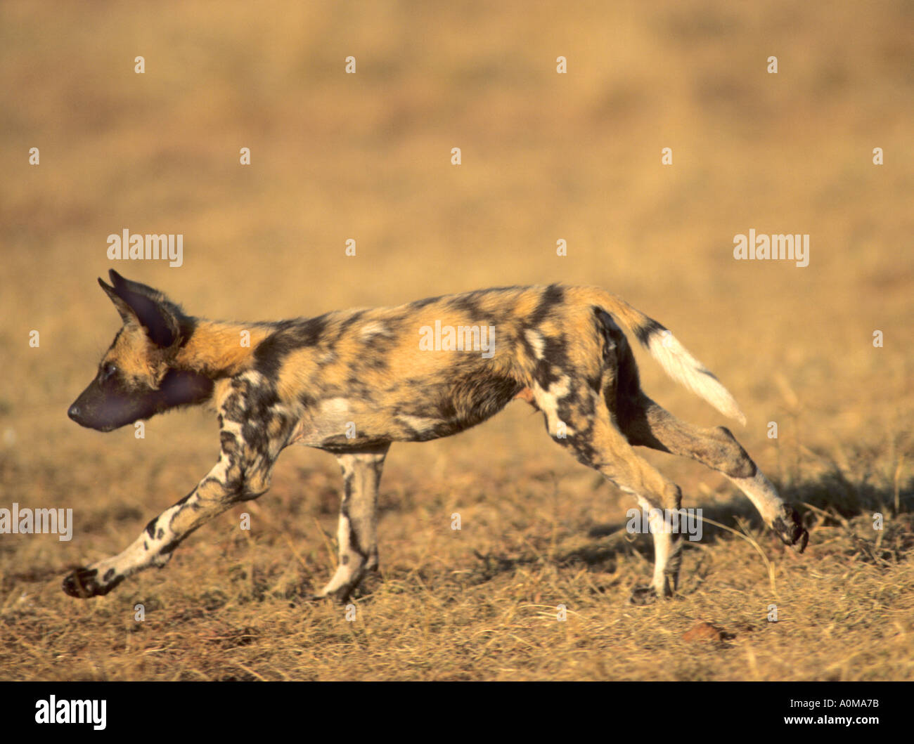Cane selvatico in esecuzione Foto Stock