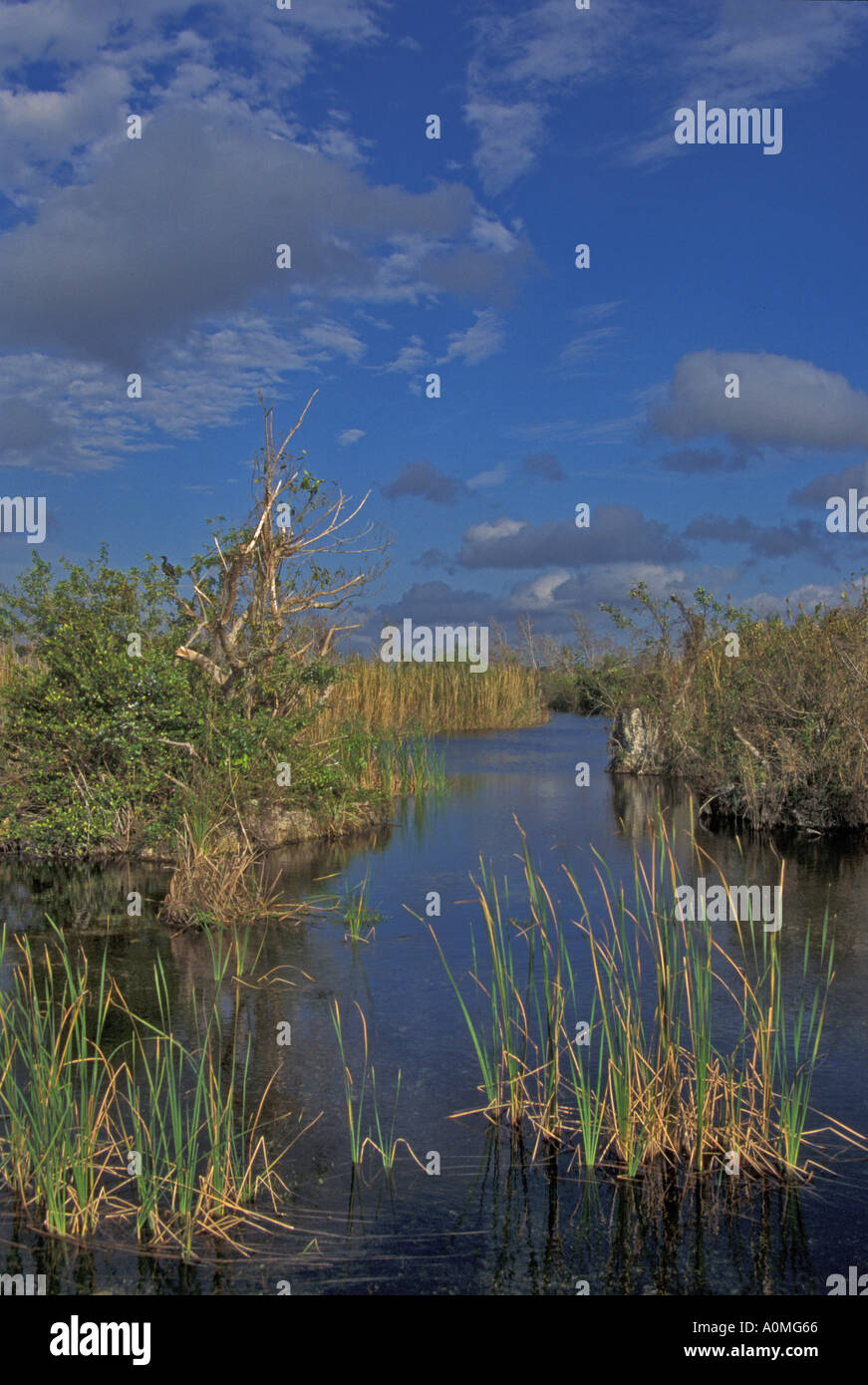 Florida canali di acqua - Everglades Foto Stock