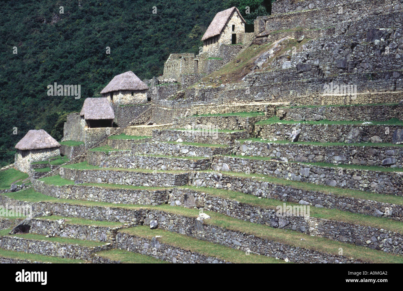 I terrazzamenti agricoli presso la città Inca di Machu Picchu in Perù Foto Stock