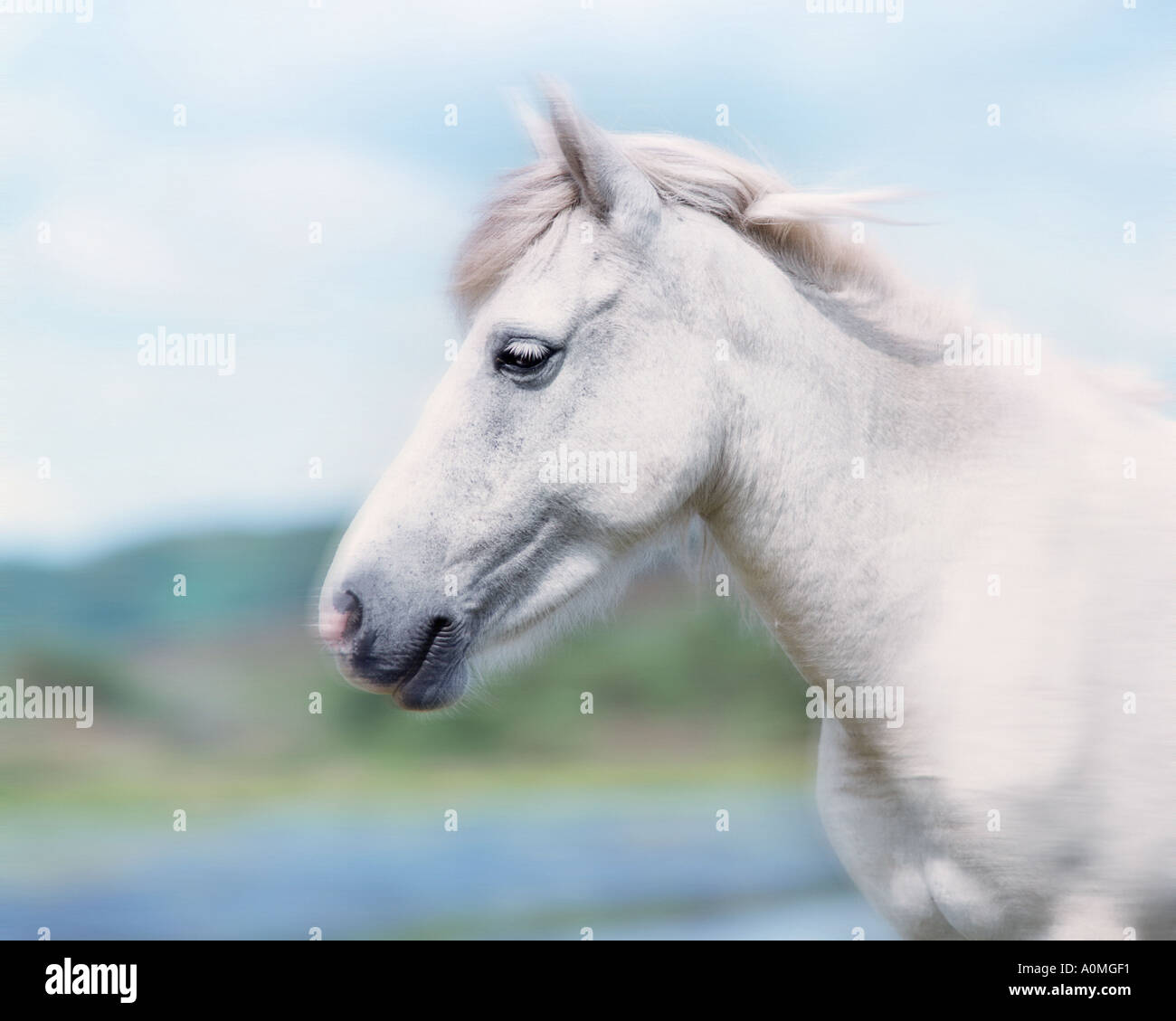 GB - GLOUCESTERSHIRE: White Horse Foto Stock