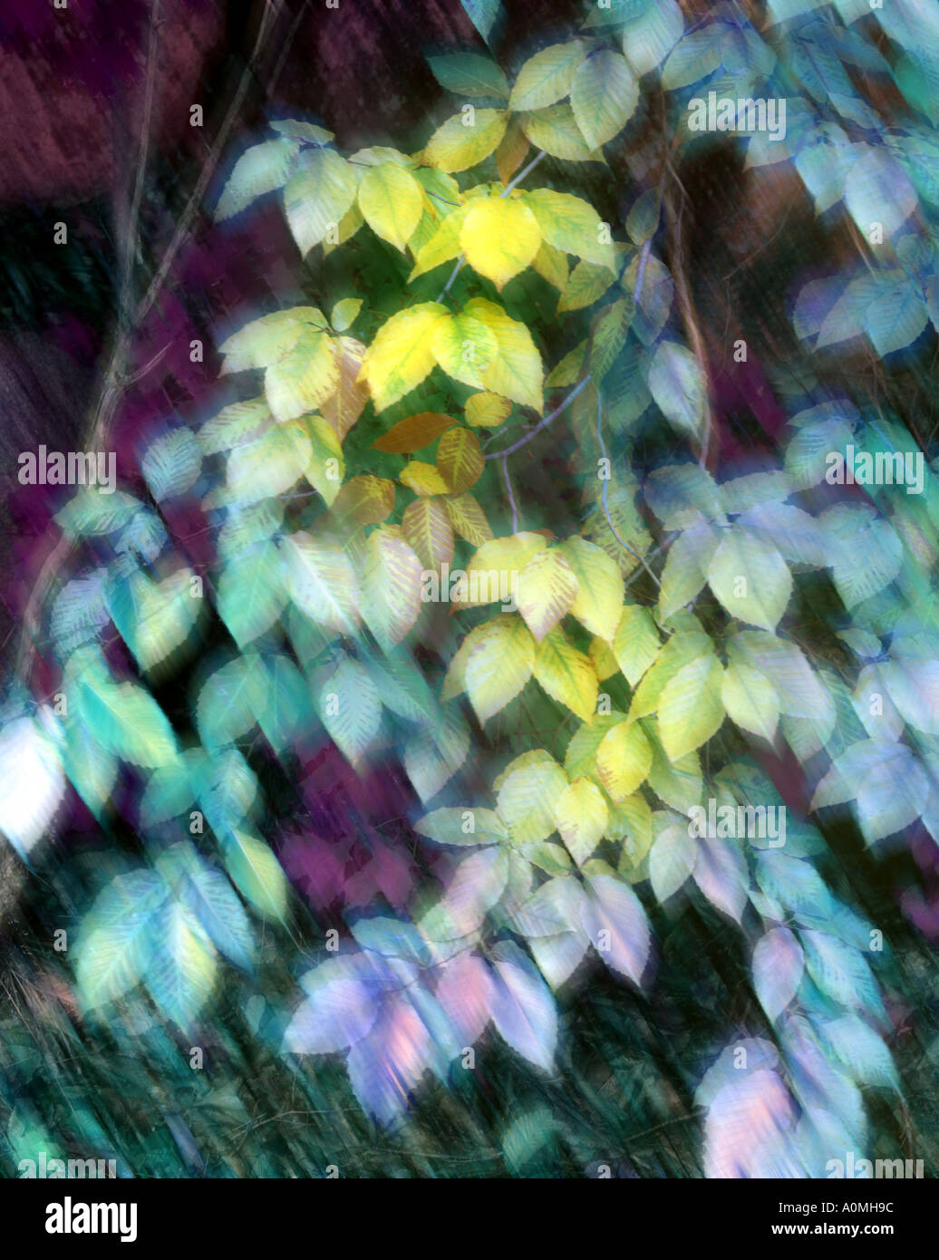 Arte digitale: Foglie di autunno Foto Stock