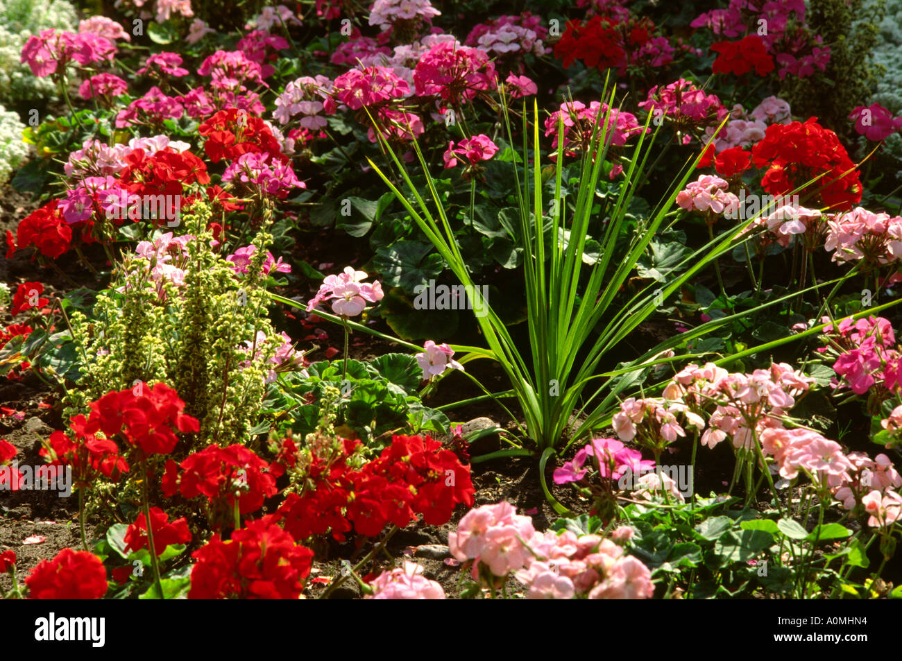 Crewe Cheshire display floreali Foto Stock