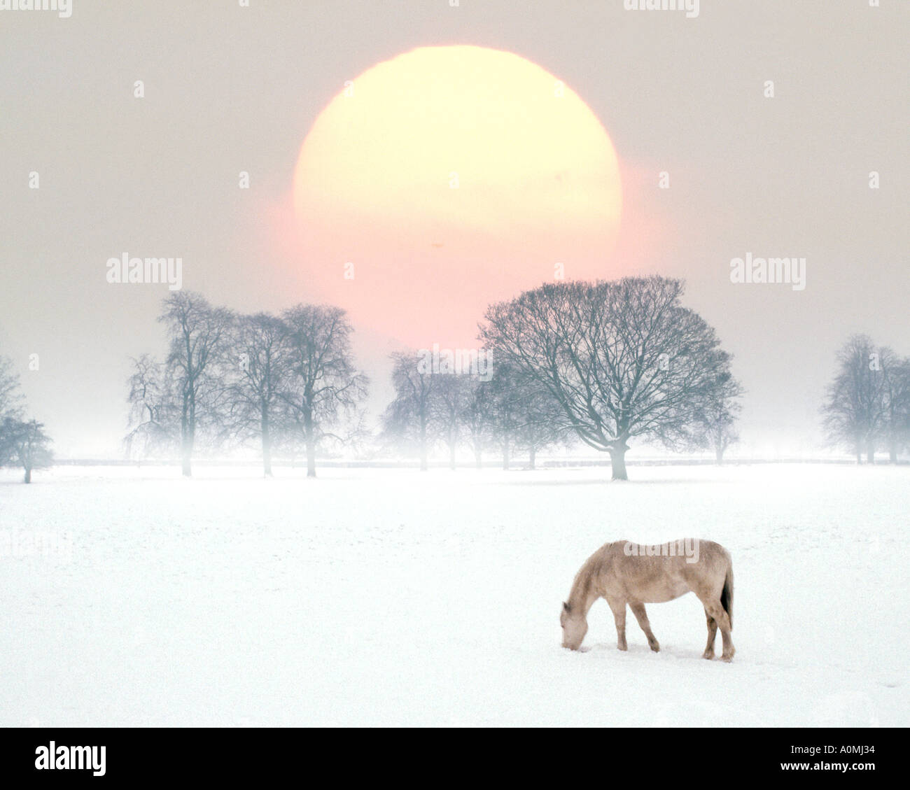 GB - BUCKINGHAMSHIRE: Winterscene con cavallo Foto Stock