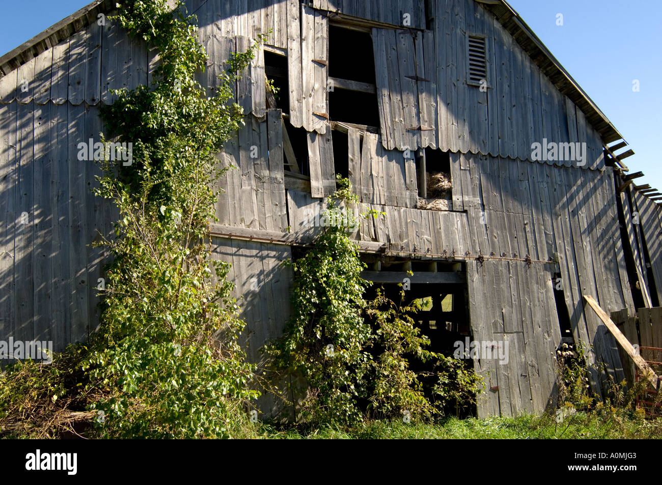 Vecchio di legno coperto di edera Granaio, America Centrale Foto Stock