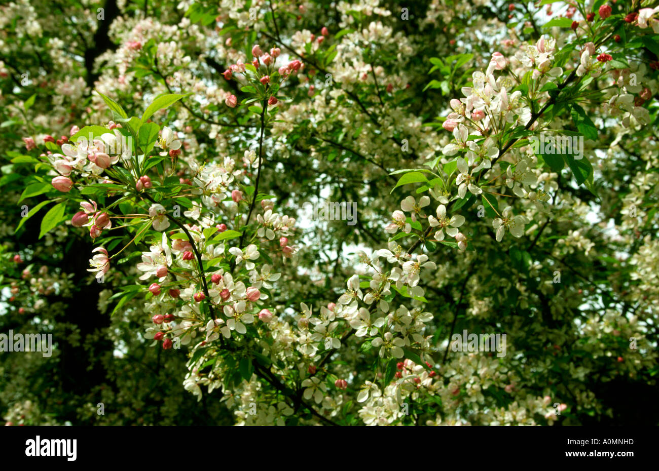 Stagioni primavera biancospino possono sbocciare dettaglio Foto Stock