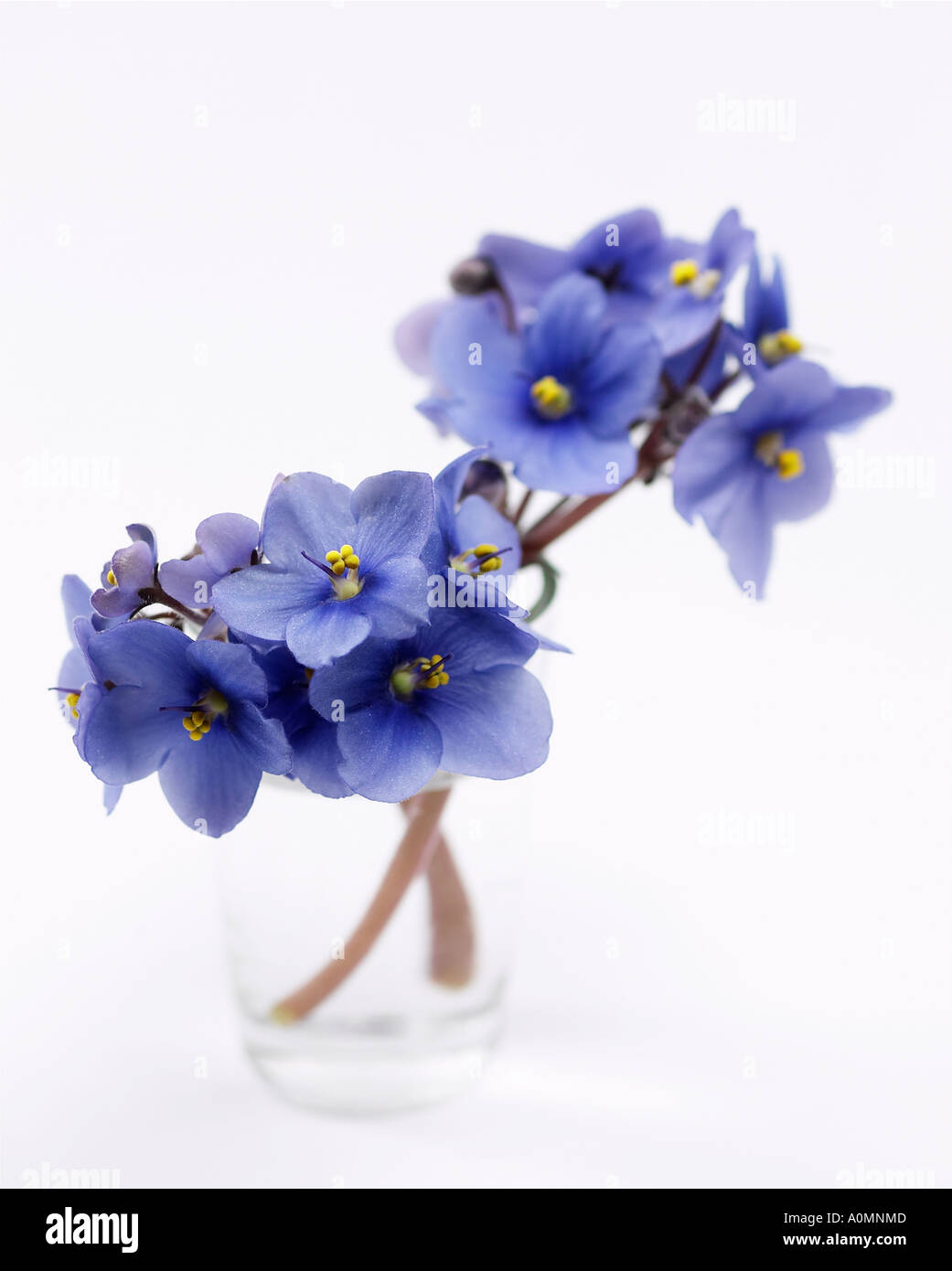 Blue African Violet fiori nel vasetto di vetro Foto Stock