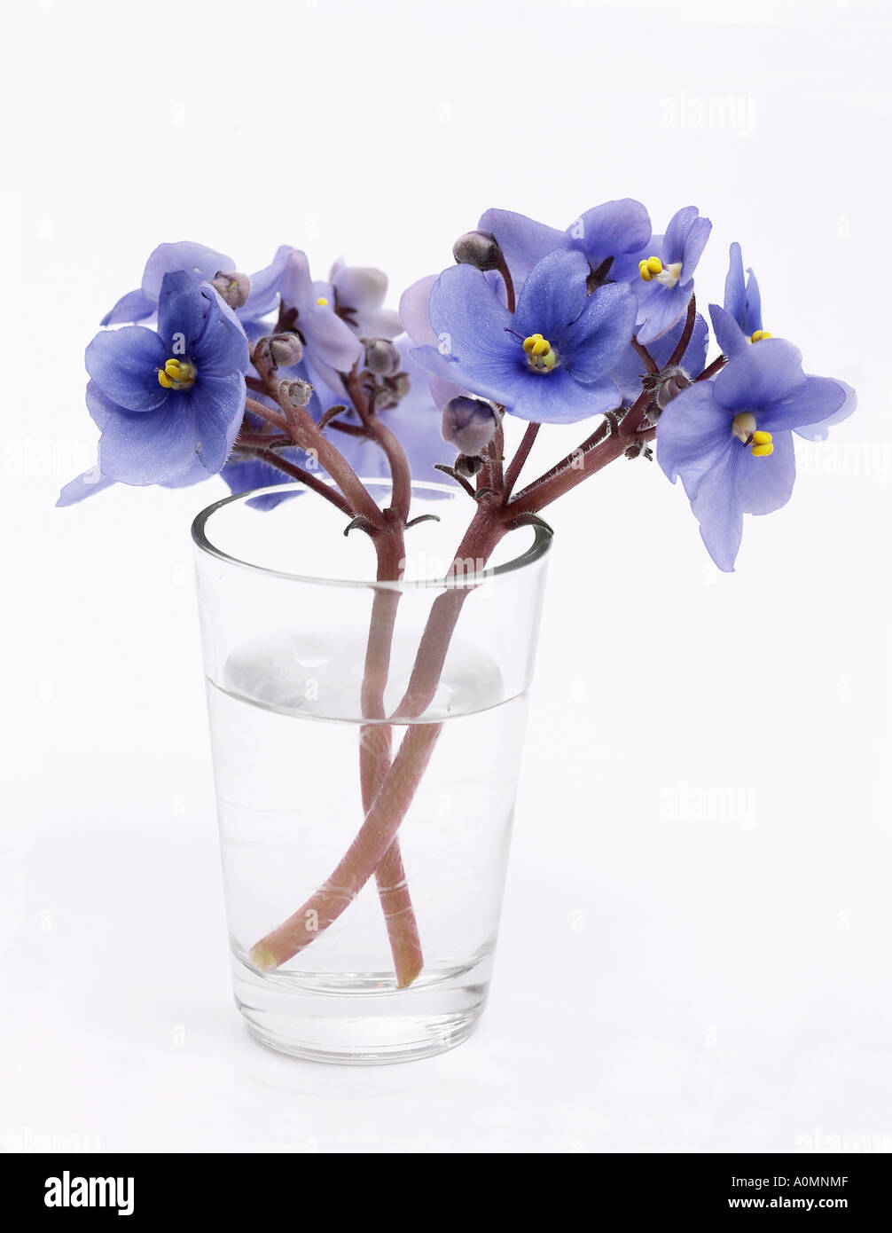 Blue African Violet fiori nel vasetto di vetro Foto Stock