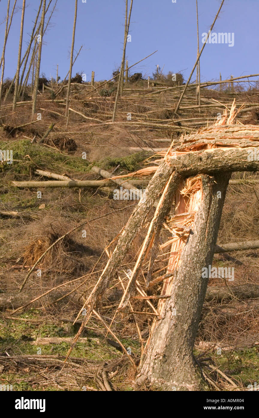 Alberi appiattito da strom vigore venti in Cumbria o cadde nero Foto Stock