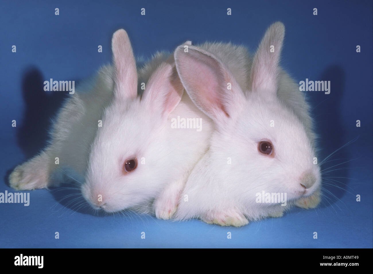 Due bianchi conigli albino Foto Stock