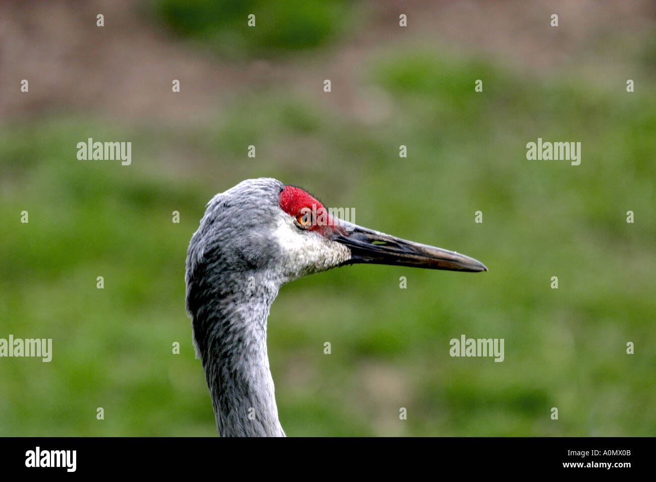 Gli uccelli del Nord America; sandhill gru; Grus canadensis Foto Stock