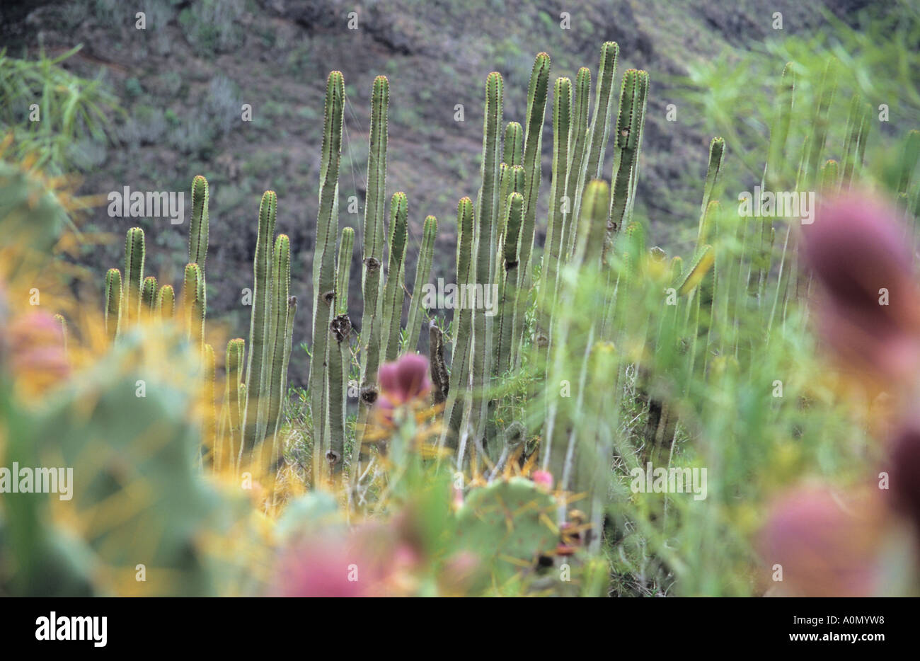 L' Opuntia Fichidindia nel Barranco del Infierno Tenerife Canarie Spagna Foto Stock