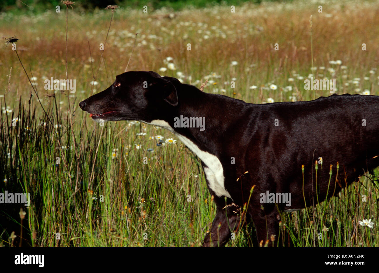 Cane nero a piedi Greyhound in prato Elia Bristow Parco Statale di Pleasant Hill Oregon USA PR 159 Foto Stock