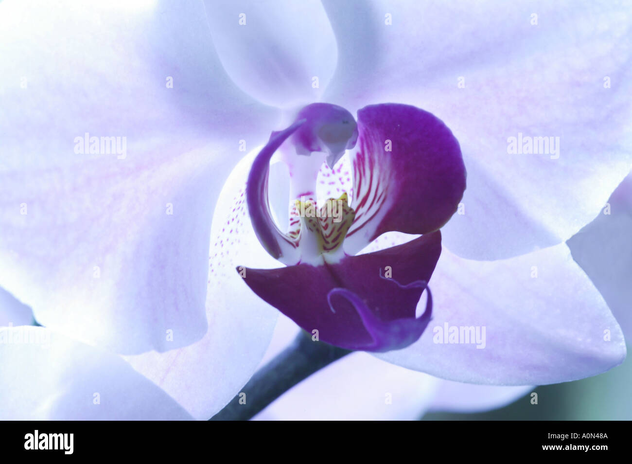 Lilla e White Orchid fiore con Deep Purple center Foto Stock