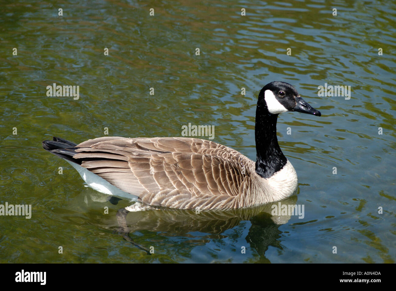 Canada Goose nuoto Foto Stock