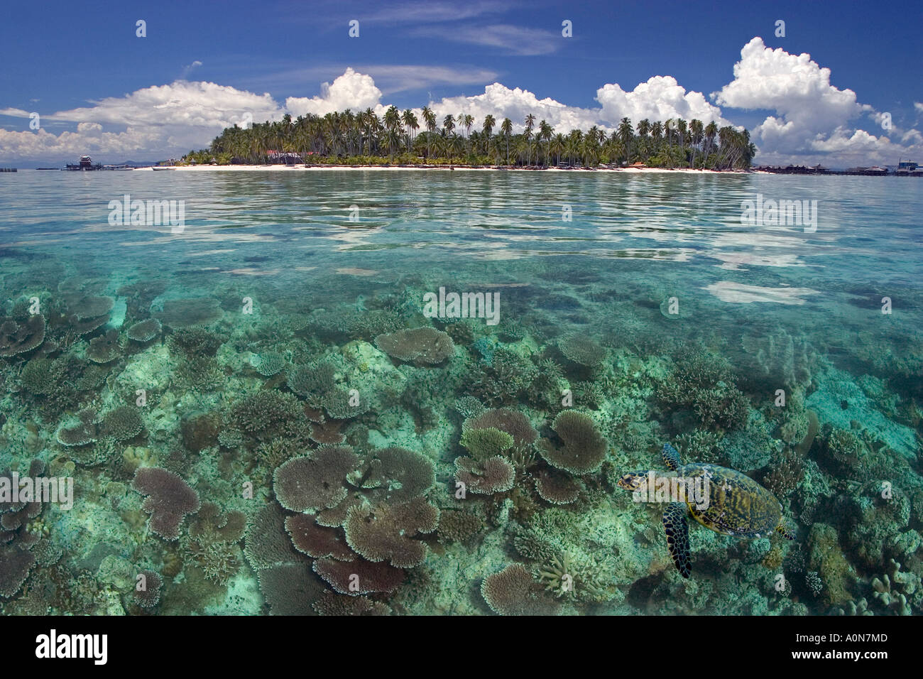 Questo composito digitale comprende una tartaruga embricata, Eretmochelys imbricata, e l'isola di Mabul, Malaysia. Foto Stock