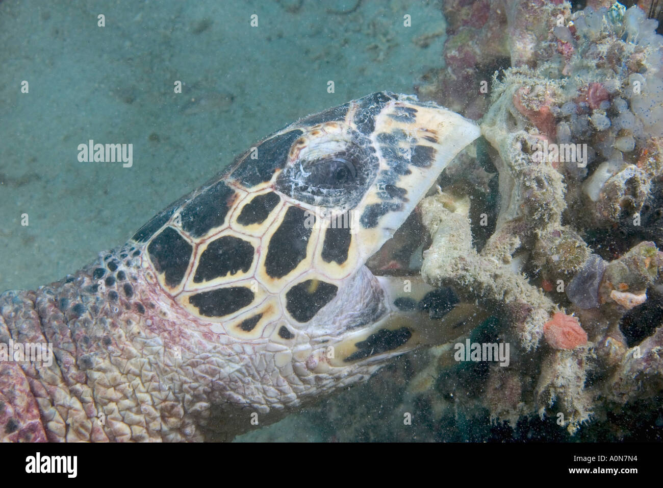 Una tartaruga embricata, Eretmochelys imbricata, rompendo il corallo in cerca di cibo, Sipidan Isola, Malaysia. Foto Stock