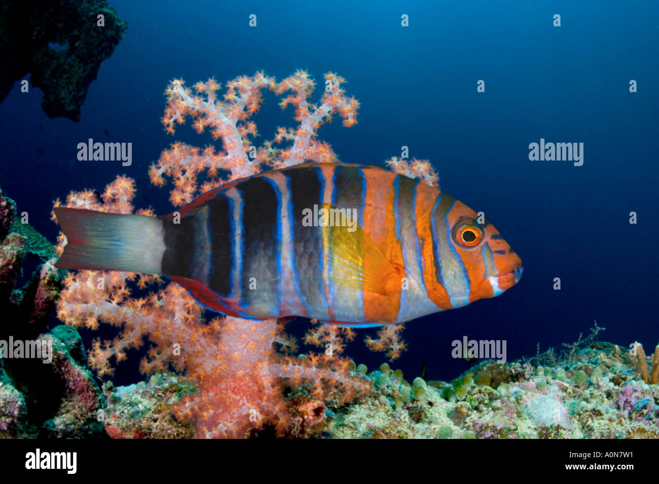 L'Arlecchino tuskfish, Choerodon fasciatus, è membro della famiglia wrasse e raggiunge quasi dieci pollici in lunghezza, Australia. Foto Stock