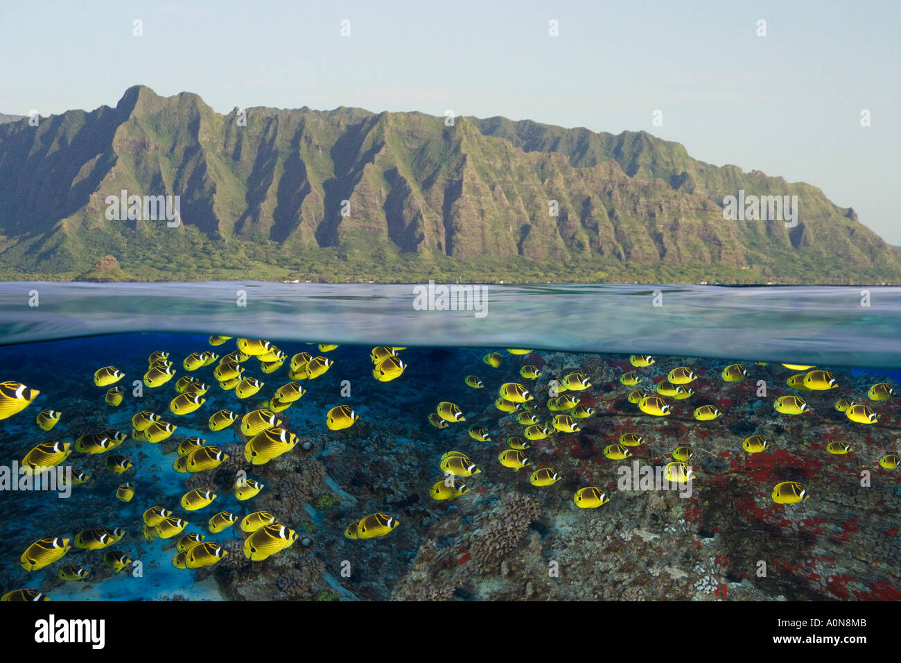 Split digitale immagine della scolarizzazione raccoon butterflyfish off Oahu, Hawaii. Foto Stock