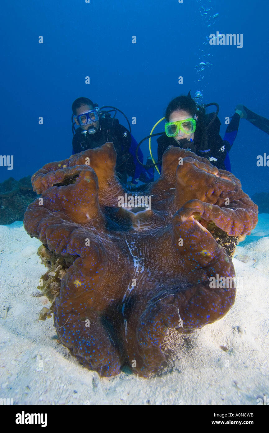 Un paio (MR) e tridacna gigante clam Tridacna gigas, al Clam City, Palau Micronesia. Foto Stock
