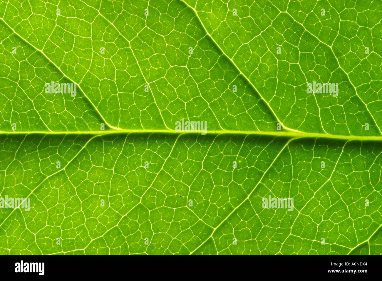 Foglia verde di close-up. Foto Stock