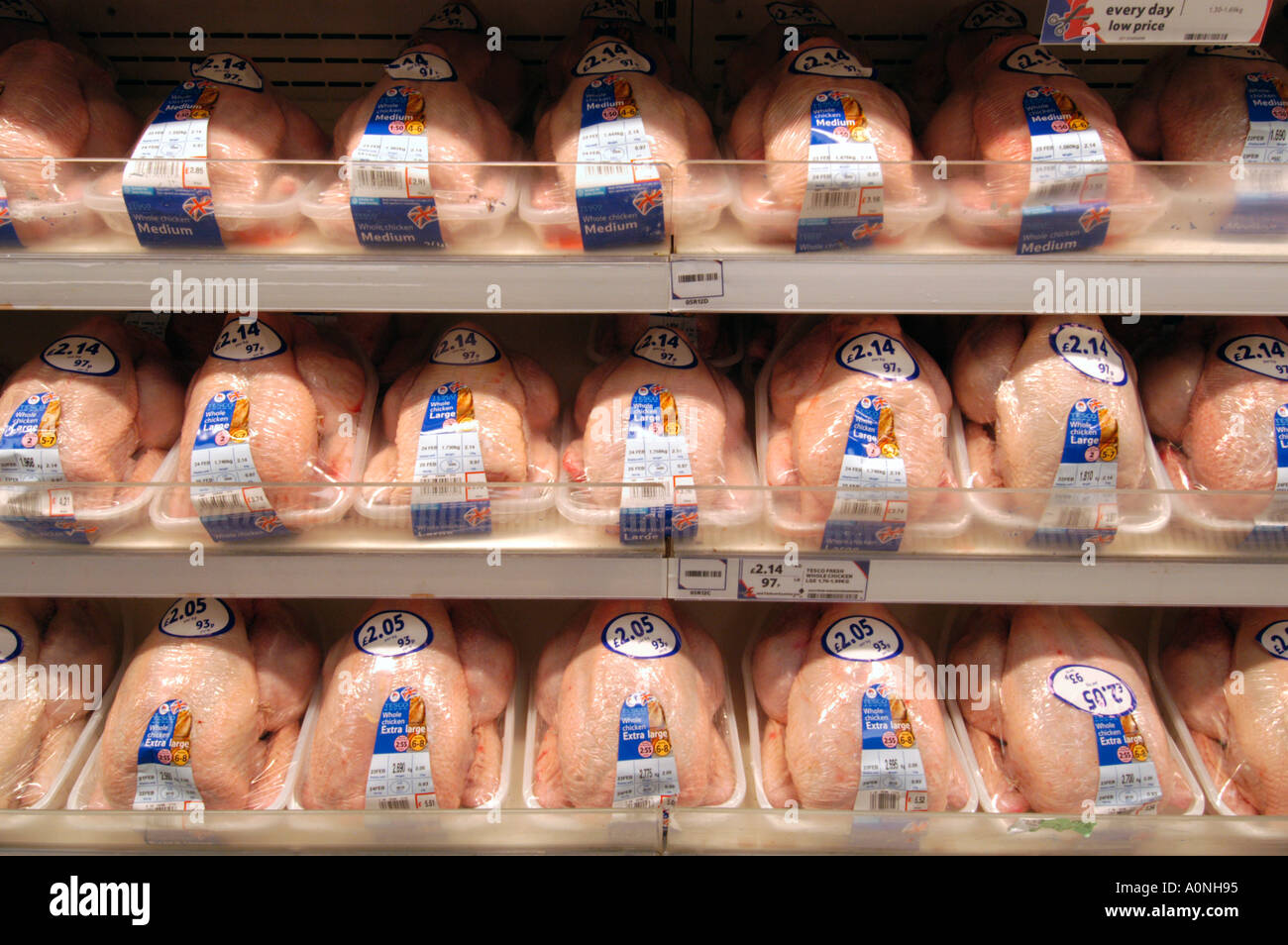 Righe di polli in Tesco superstore Extra England Regno Unito Foto Stock
