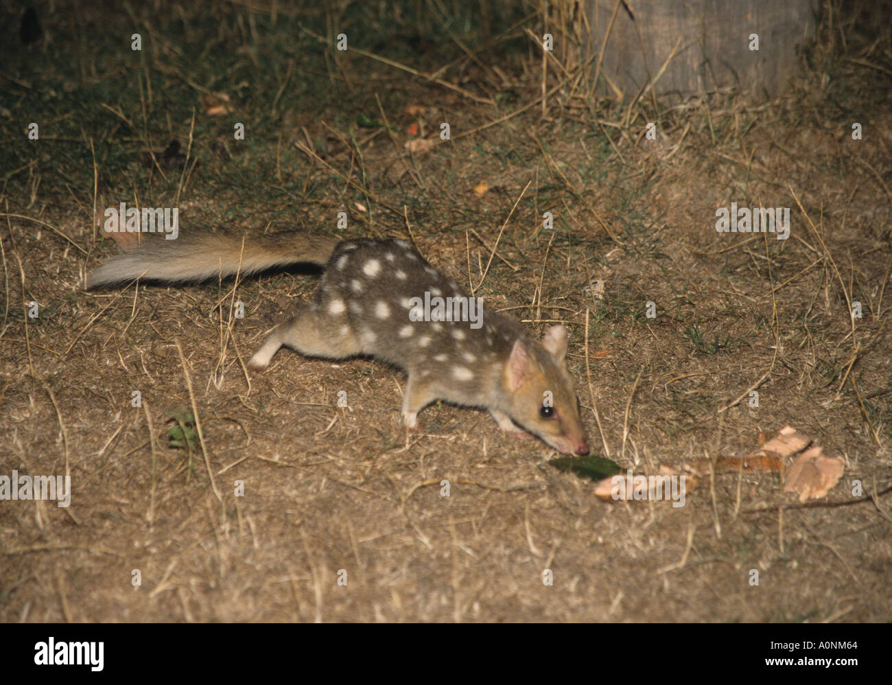 Il raro marsupiale Quoll Orientali che si trova solo in Tasmania l'alimentazione di notte in Australia Foto Stock