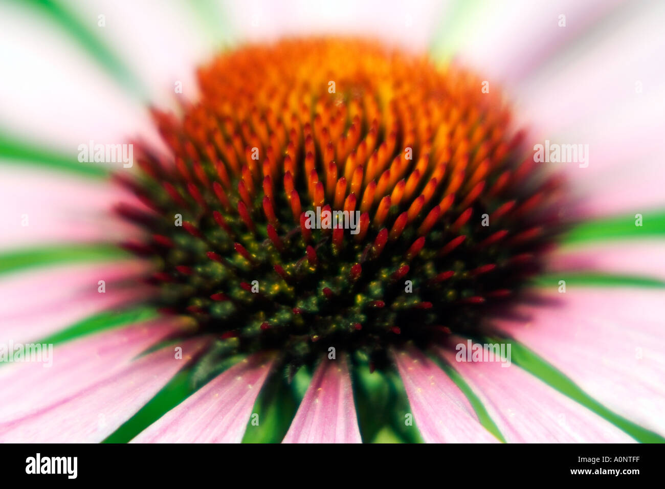 Close up dettaglio astratta di un impianto di echinacea con petali di rosa e arancio brillante Foto Stock
