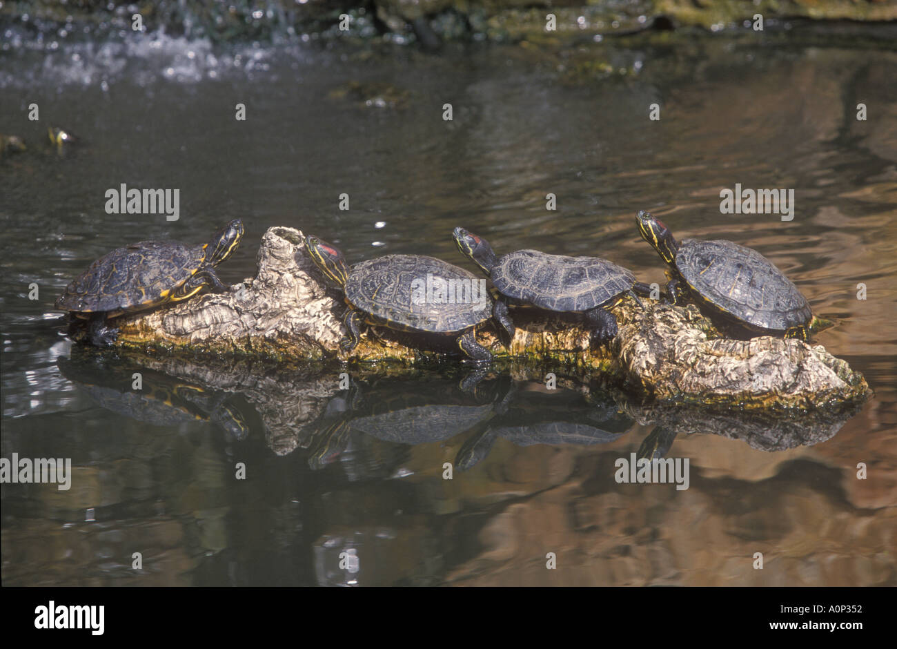 RED EARED SLIDER Trachemys scripta Foto Stock
