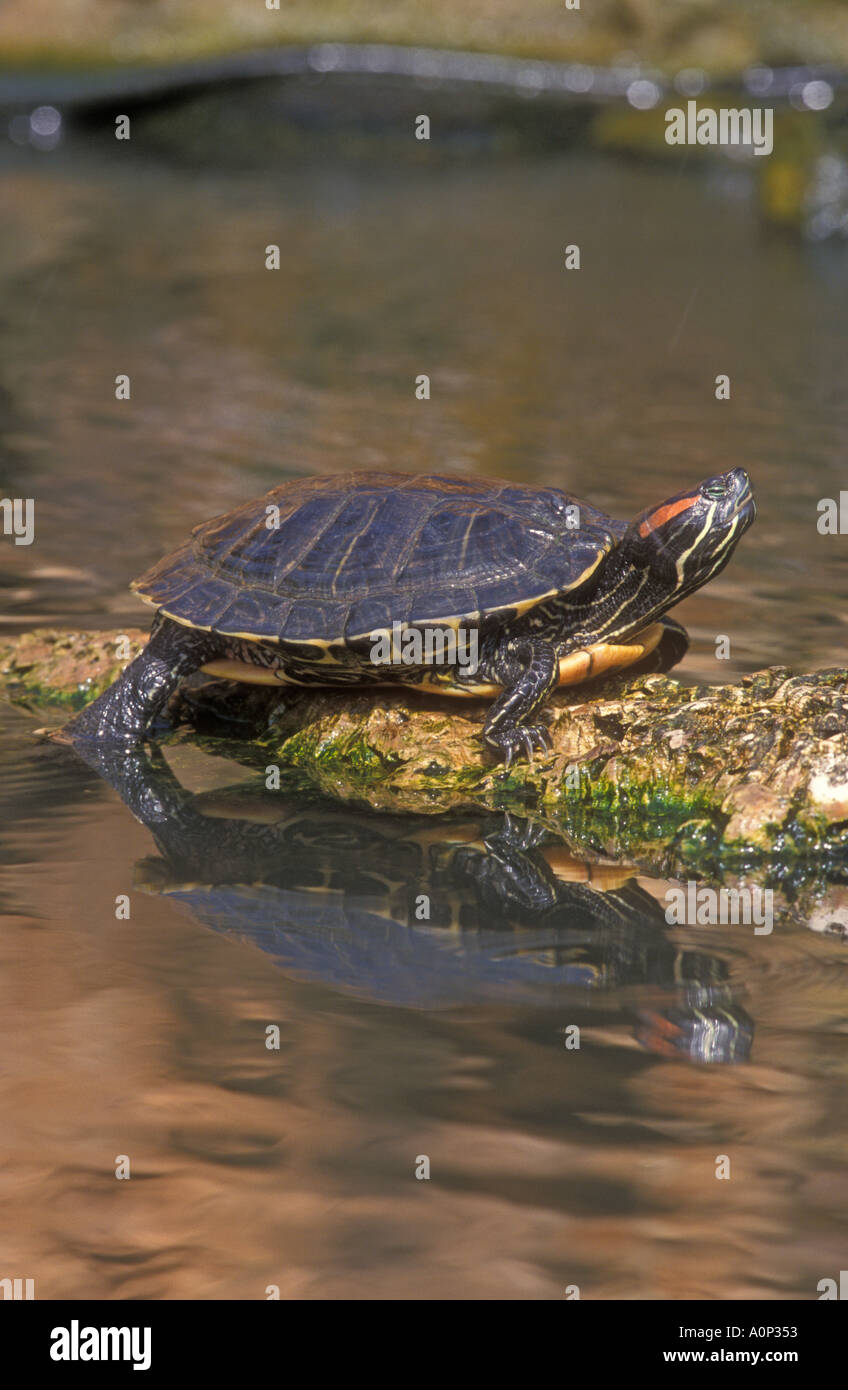 RED EARED SLIDER Trachemys scripta Foto Stock
