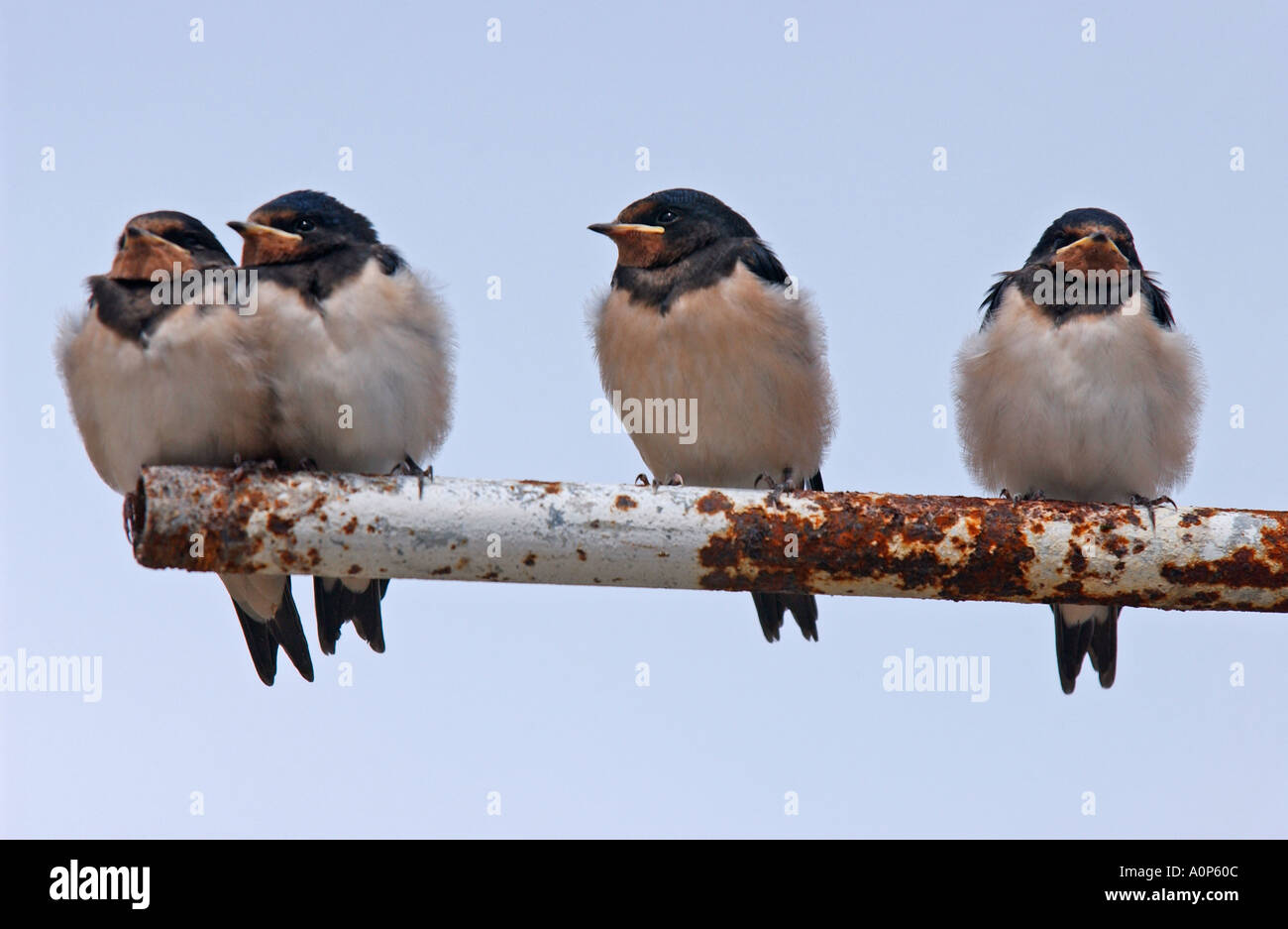 Giovani Rondini appollaiato su un tubo arrugginito Foto Stock