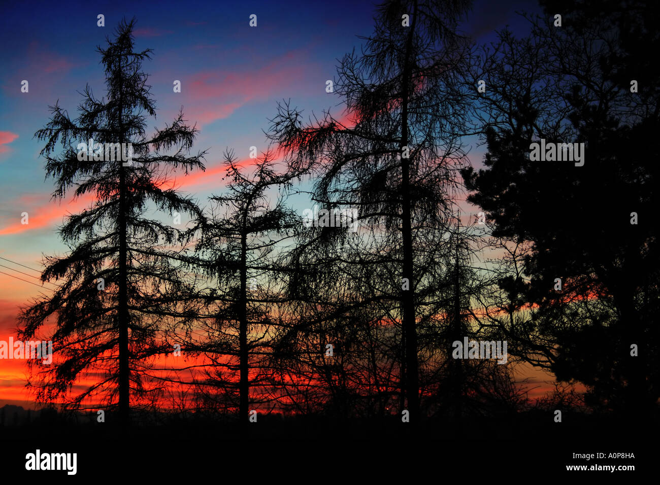 Tramonto su una pineta in inverno. Foto Stock