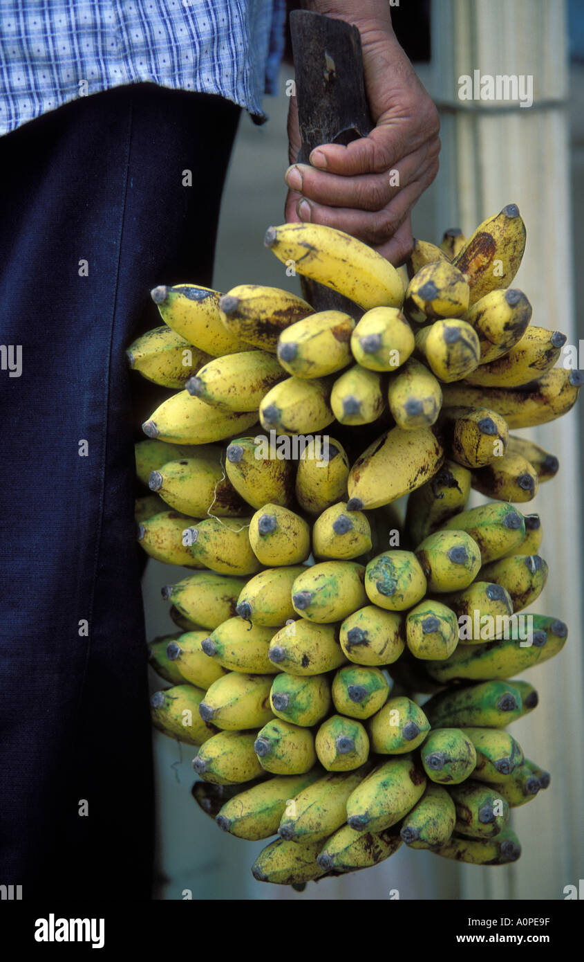 Un uomo è in possesso di un mucchio di banane Sri Lanka Foto Stock