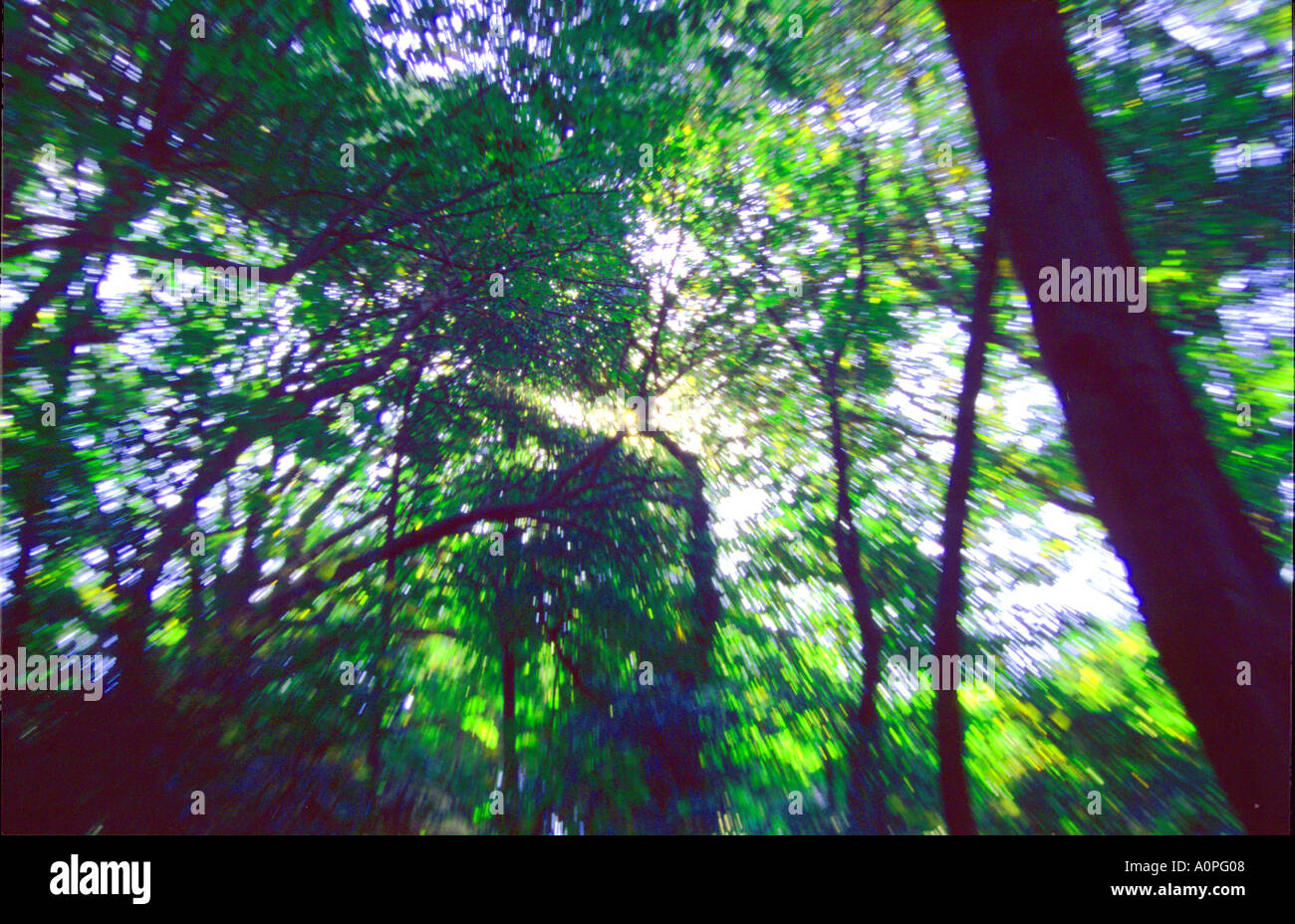 Baldacchino di foresta Foto Stock