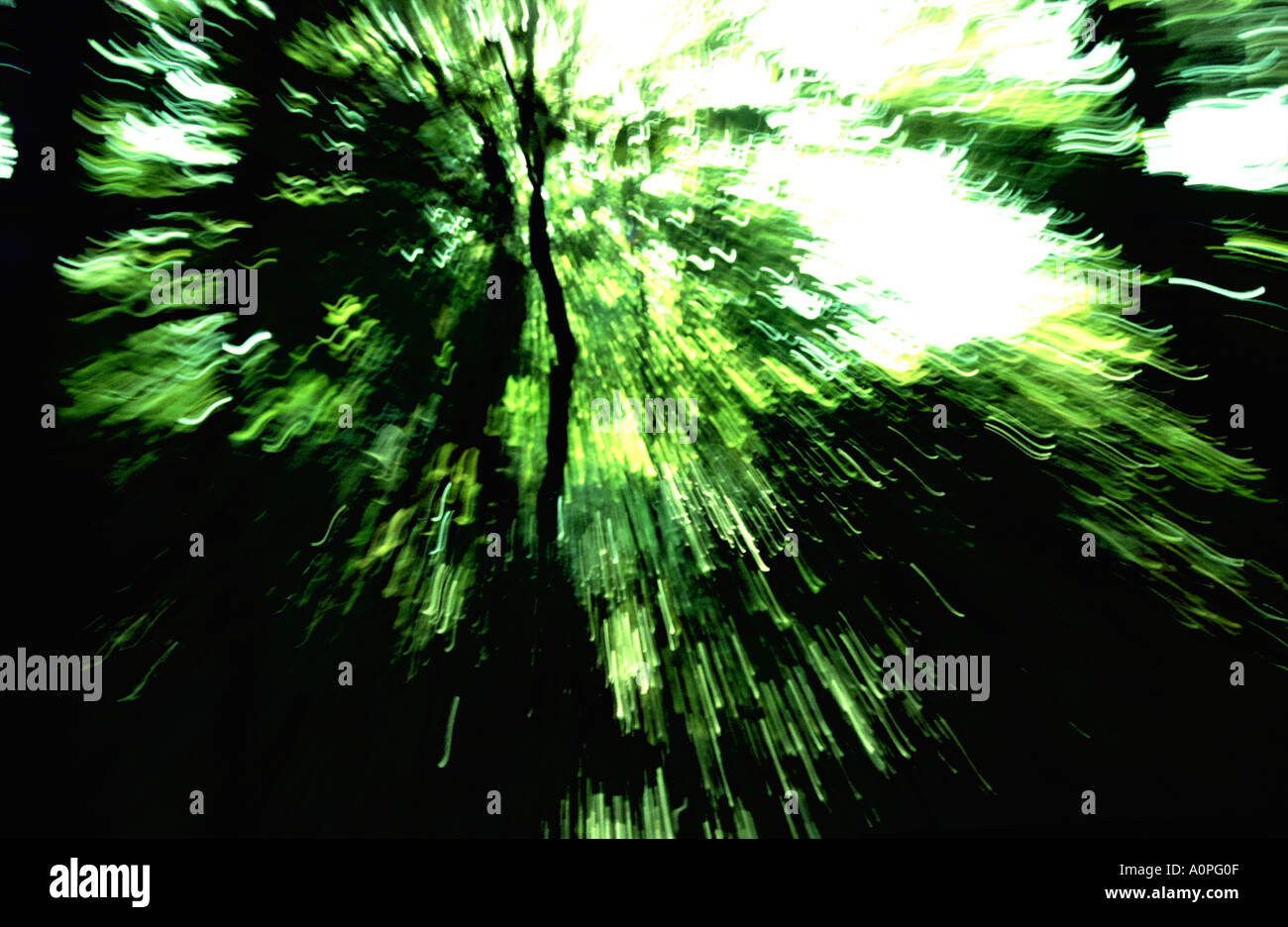 Foresta surreale wıth foglie allungate Foto Stock