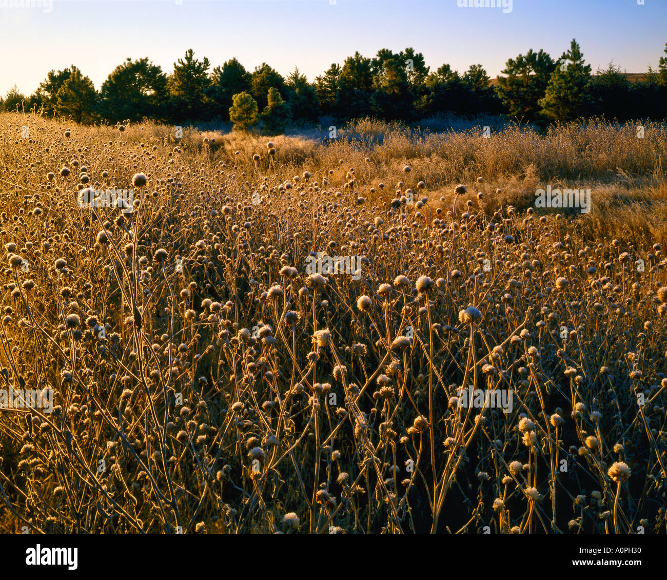 La mattina presto smerigliati erbacce in autunno Samuel R McKelvie Foresta Nazionale delle colline di sabbia zona Nebraska Foto Stock