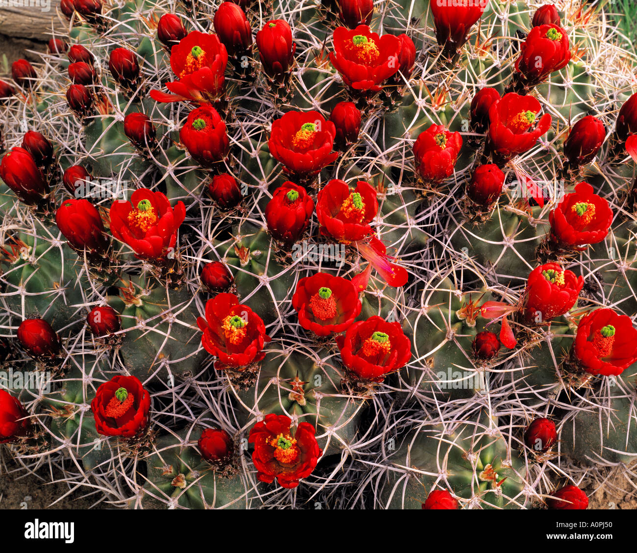 Cactus Claretcup Chaco Culture National Historical Park New Mexico Foto Stock